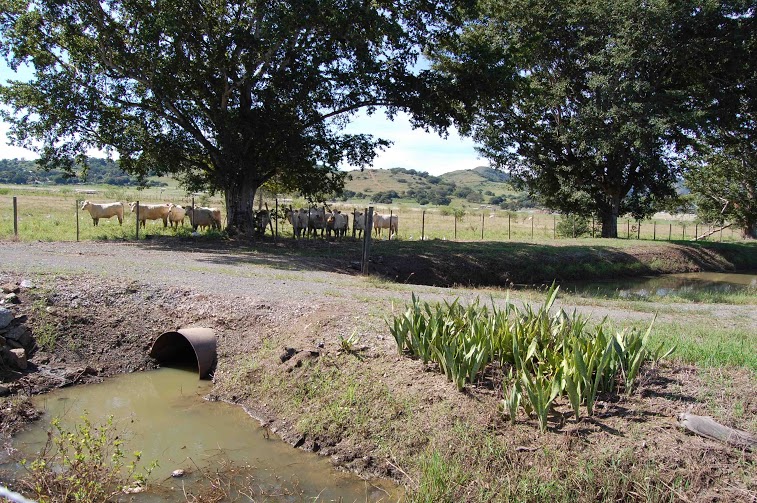 Foto del canal de drenaje al lado de ganaderia