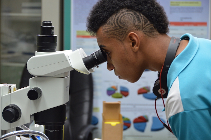 Estudiante examinando gusanitos de maiz en microscopio