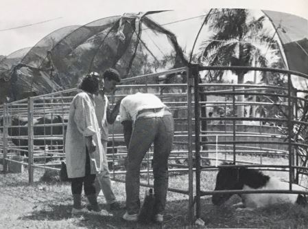 Cepos 1988