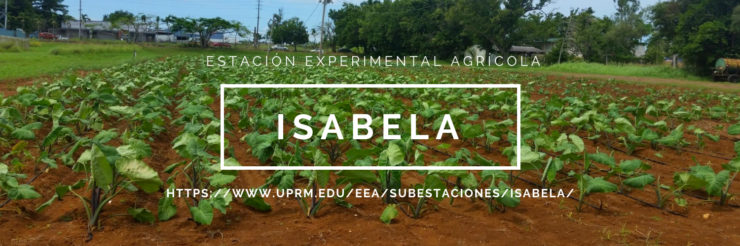 Isabela