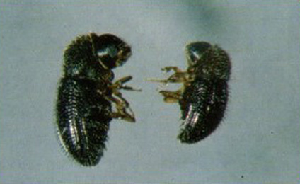 caculo pequeo marrn insecto alrededor muy uprm