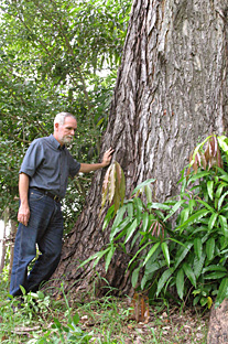 Doctor José A. Mari Mutt beside a massive Mahogany, located in the square at UPRM. Photograph by Mariam Ludim Rosa