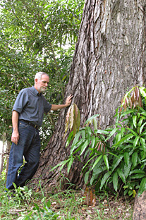 El doctor José A. Mari Mutt junto a una inmensa caoba ubicada en el cuadrángulo histórico del Colegio. Foto Mariam Ludim Rosa