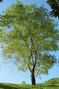 There is only one Cojóbana tree at on campus and it is located at the front of the Piñero building.