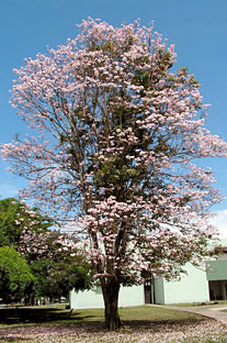 Árbol de roble blanco localizado al Este del edificio de Enfermería.