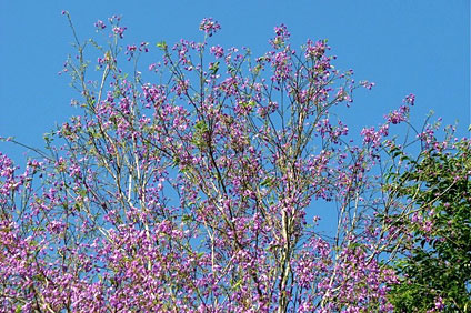 Las flores del árbol de violeta.