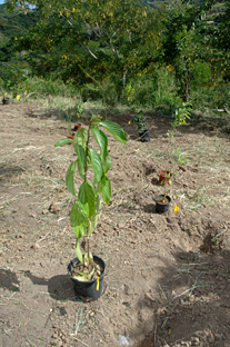 La siembra de cinco mil árboles incluirá higüeras, coscorrones, palos amargos, palos blancos, jibas, mavíes (abeyuelos), cachimbos, corchos blancos, magas y jácanas.