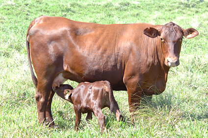 El ganado Senepol fue introducido por primera vez a Puerto Rico en 1983 por gestión del Colegio de Ciencias Agrícolas del Recinto Universitario de Mayagüez.