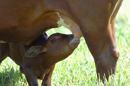 Some of the attributes of the Senepol race are: adaptability to the tropics, passive nature, absence of horns and well developed maternal instincts.