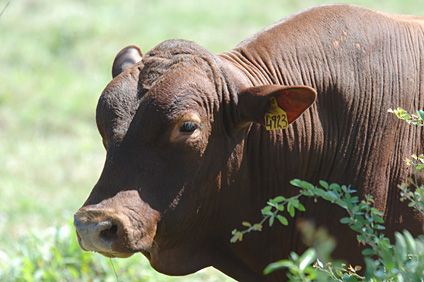 At Finca Montaña there are 14 bulls, 10 of which are pure Senepol.