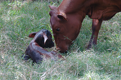 The months of February through April are very busy at Finca Montaña; the majority of the cows are set to give birth. In the picture, a calf a few minutes after birth is shown.