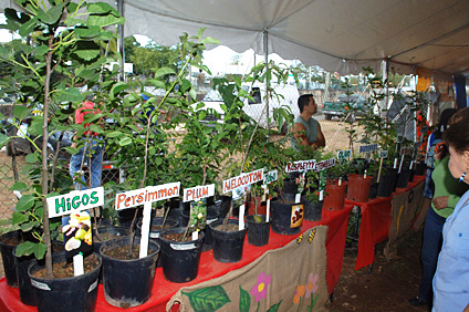 Miguel Soto participó en la feria con una mesa de árboles frutales exóticos.