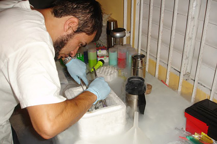 El estudiante graduado Rafael Uribe, de Lousiana State University, prepara el método para congelar larvas de coral.