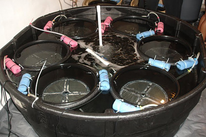 La foto muestra el tanque de uno de los laboratorios con equipo especializado para que las larvas de corales crezcan en losetas.