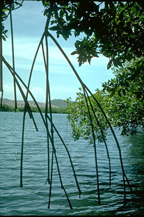 Estas raíces de manglar enmarcan una de las vistas de la Isla Magueyes.