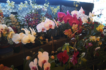 Cinco Días con Nuestra Tierra cuenta con una amplia exhibición de plantas, árboles frutales y flores.