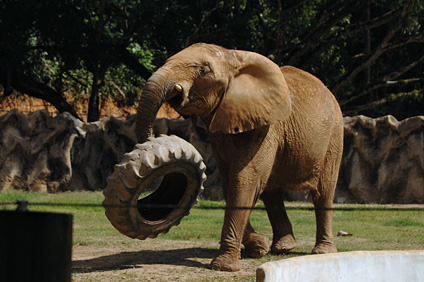 El estudio genético permitió determinar el lugar de origen de la elefanta Mundi.
