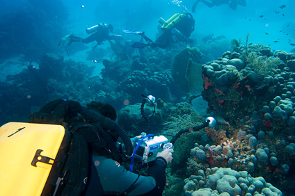 La investigación requirió adiestramientos sobre buceo profundo con el fin de estudiar la comunidad de peces y arrecifes conocidos como mesofóticos.