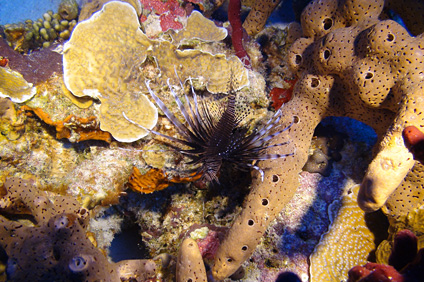 La imagen capta uno de los arrecifes encontrados en las aguas del oeste de Puerto Rico.
