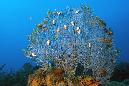 El proyecto representa una de las más importantes aportaciones al estudio de los arrecifes de coral caribeños.