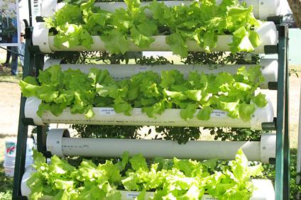 Los asistentes aprendieron sobre la importancia de la producción de alimentos en Puerto Rico. En la foto, una muestra de un huerto de lechuga del país.