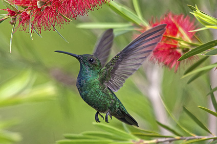 Esta fotografía ganó el primer lugar en la categoría de flora y fauna del Certamen Fotográfico de Biodiversidad de Puerto Rico.