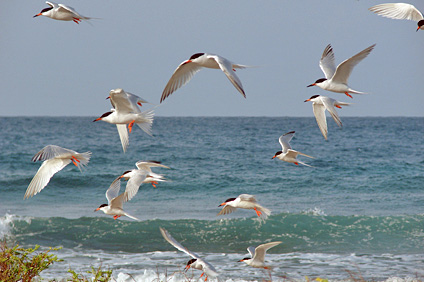 El RUM y el Servicio Federal de Pesca y Vida Silvestre suscribieron un acuerdo que busca educar sobre la protección del ambiente.