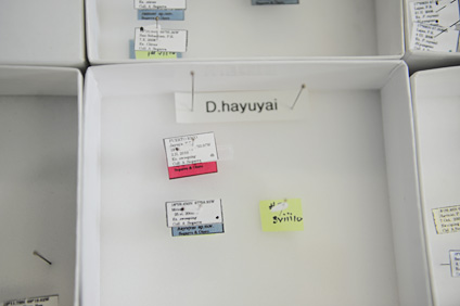 La mariquita hayuyai, casi del tamaño de la punta del alfiler, ya clasificada y montada en una caja de presentación.