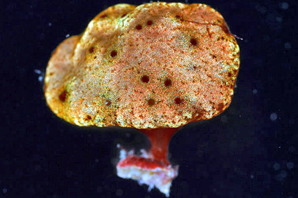 La nueva especie de alga Cresia opalescens es el más reciente descubrimiento del equipo de investigadores.