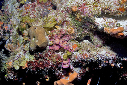 A juicio del experto en la taxonomía y ecología de las algas marinas, el estudio de éstas aporta un legado a la biodiversidad.