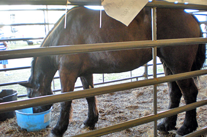 Tonka, un colosal caballo pecherón, fue una de las máximas atracciones de la feria agrícola.
