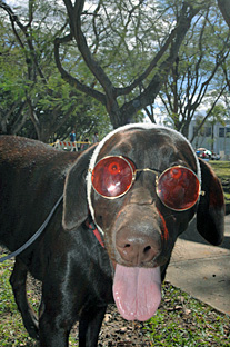 Todos los perritos mostraron sus mejores galas y su mejor sentido de la moda como este can que para protegerse del intenso sol, lució estas redondas gafas.