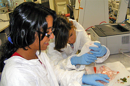 Los estudiantes hicieron prácticas de Microbiología, análisis ambiental de bacterias y de hongos; además de aislar el ADN de células mamíferas y de células vegetales.