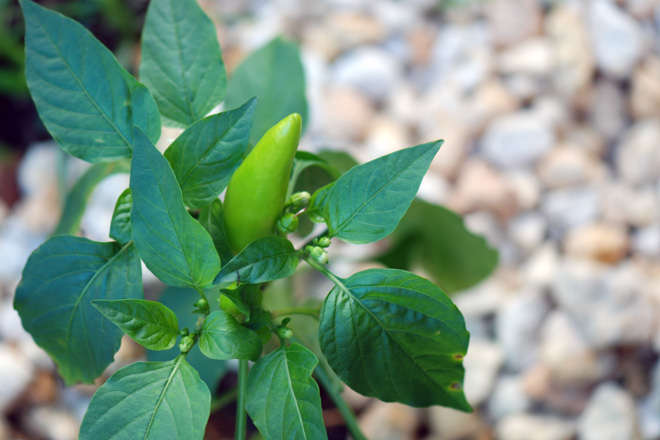 El huerto cuenta con plantas arom&aacute;ticas, medicinales y pimientos, entre otros.<br>Suministrada