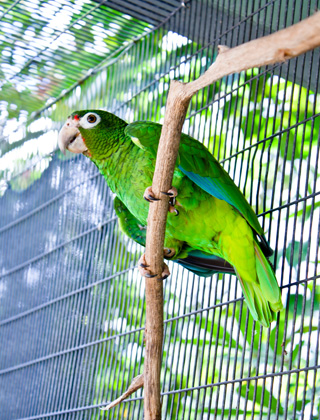 El genoma secuenciado de la &uacute;nica cotorra nativa de Puerto Rico, contribuir&aacute; a los esfuerzos para su recuperaci&oacute;n por tratarse de una especie en peligro de extinci&oacute;n.<br>Yashira M. Afanador Hern&aacute;ndez
