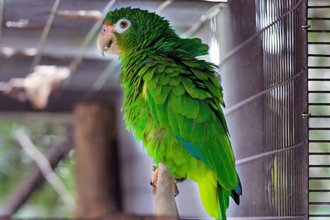 Uno de los dos ejemplares que integran la nueva atracci&oacute;n del Zool&oacute;gico y que provienen del Proyecto de Recuperaci&oacute;n de la Cotorra Puertorrique&ntilde;a.<br>Yashira M. Afanador Hern&aacute;ndez