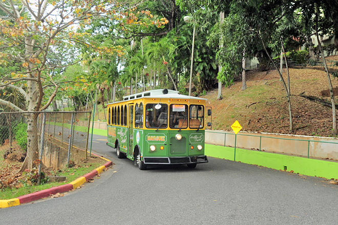 Los  <em>trolleys</em> municipales dar&aacute;n servicio al RUM a partir de la pr&oacute;xima semana<br>Suministrada
