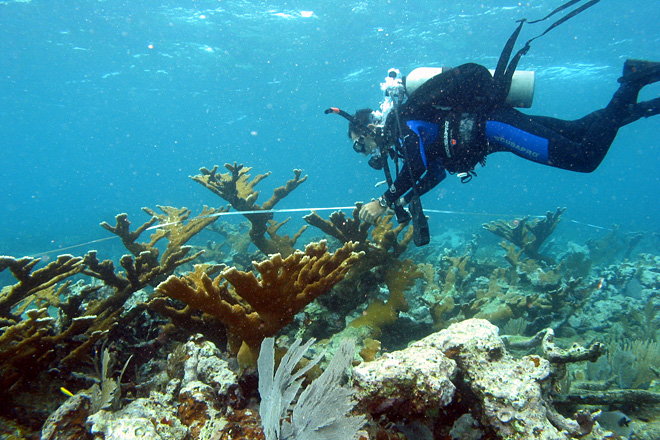El Programa de Buceo de Ciencias Marinas logr&oacute; ser admitido a la <em>American Academy of Underwater Sciences</em>, cuyo aval reconoce que cumple con los m&aacute;s altos est&aacute;ndares de esa disciplina.<br>Archivo