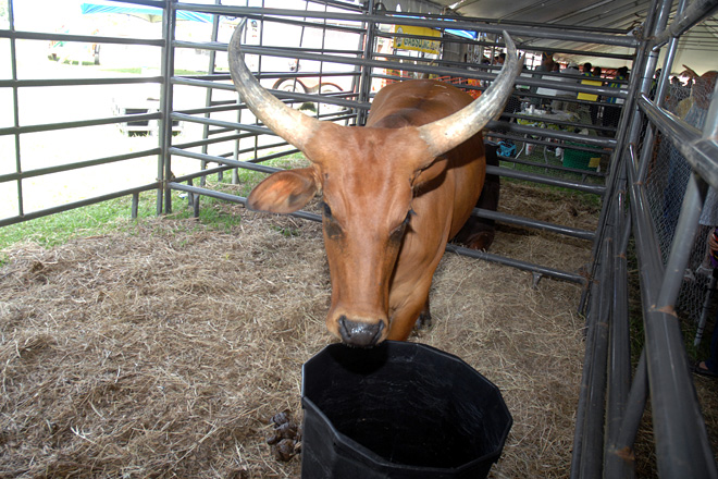 La carpa de Industria Pecuaria exhibi&oacute; toros, caballos, cabras, conejos y cerditos, entre otras especies.<br>Carlos D&iacute;az / Prensa RUM