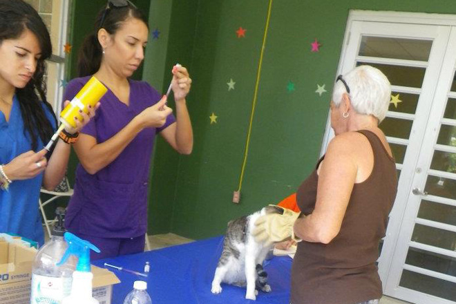 El curr&iacute;culo del Programa, adscrito al Colegio de Ciencias Agr&iacute;colas, es el &uacute;nico en Puerto Rico dise&ntilde;ado para cumplir con los requisitos de acreditaci&oacute;n de la Asociaci&oacute;n Americana de Medicina Veterinaria de Estados Unidos.<br>Suministrada