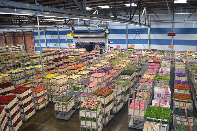 Se seleccion&oacute; a Holanda por tratarse de uno de los mayores productores de flores a nivel mundial.<br>Suministrada