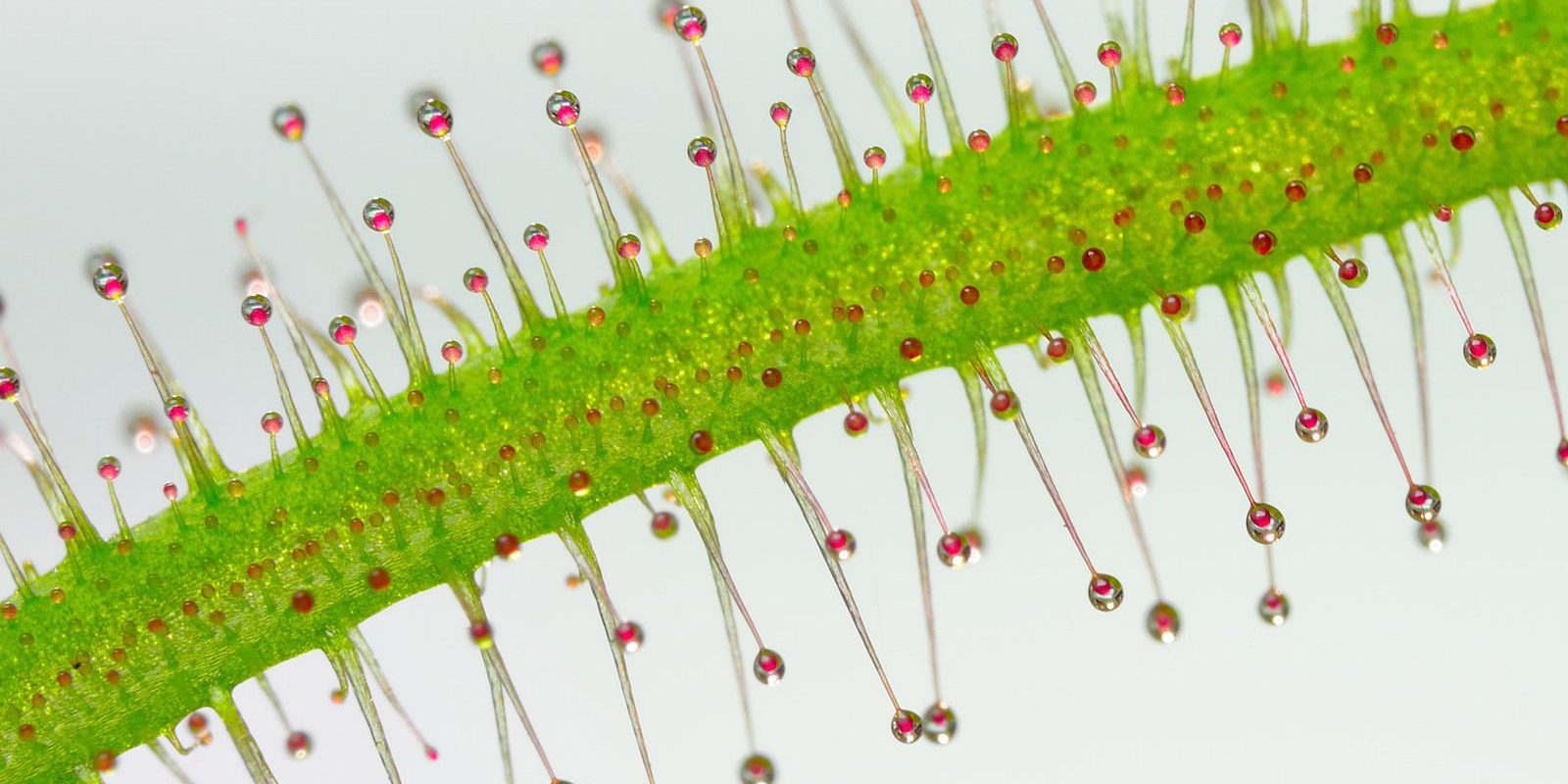 José R. Almodóvar / Nikon’s Small World