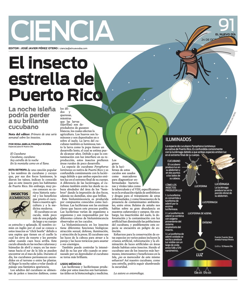 EL INSECTO ESTRELLA DE PUERTO RICO