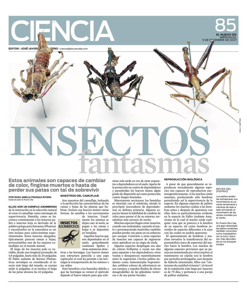 INSECTOS FANTASMAS