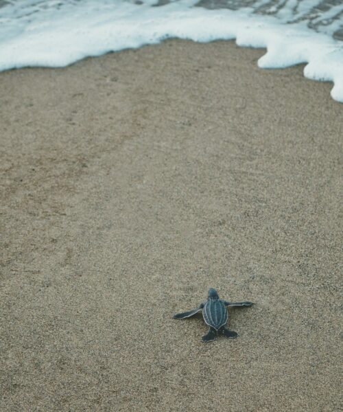 Black and Gray Sea Turtle on Brown Sand Black and Gray Sea Turtle on Brown Sand