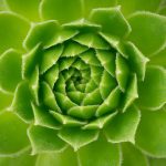 Foto de los detalles de una planta Suculenta