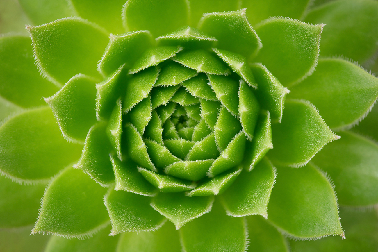 Foto de los detalles de una planta Suculenta