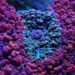 Foto de un coral