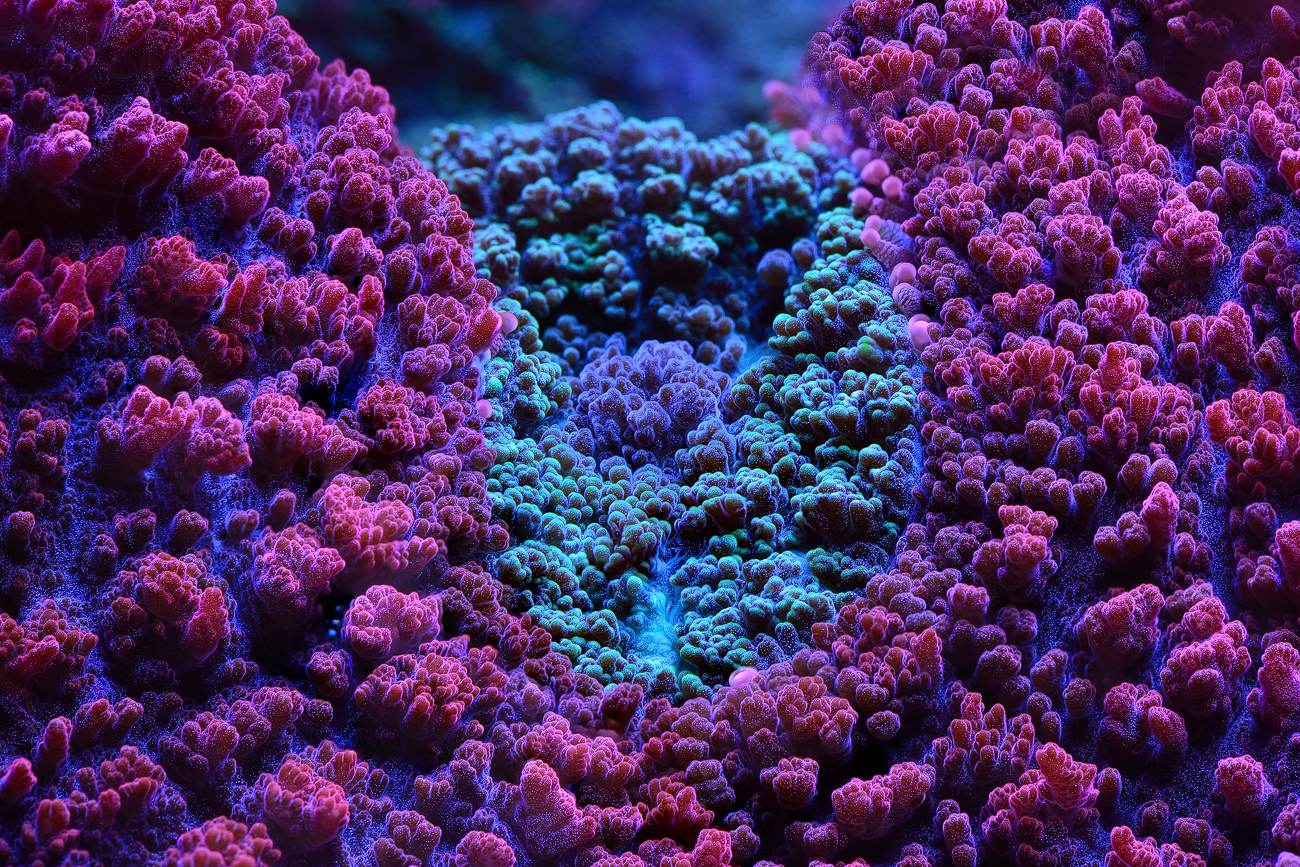 Foto de un coral
