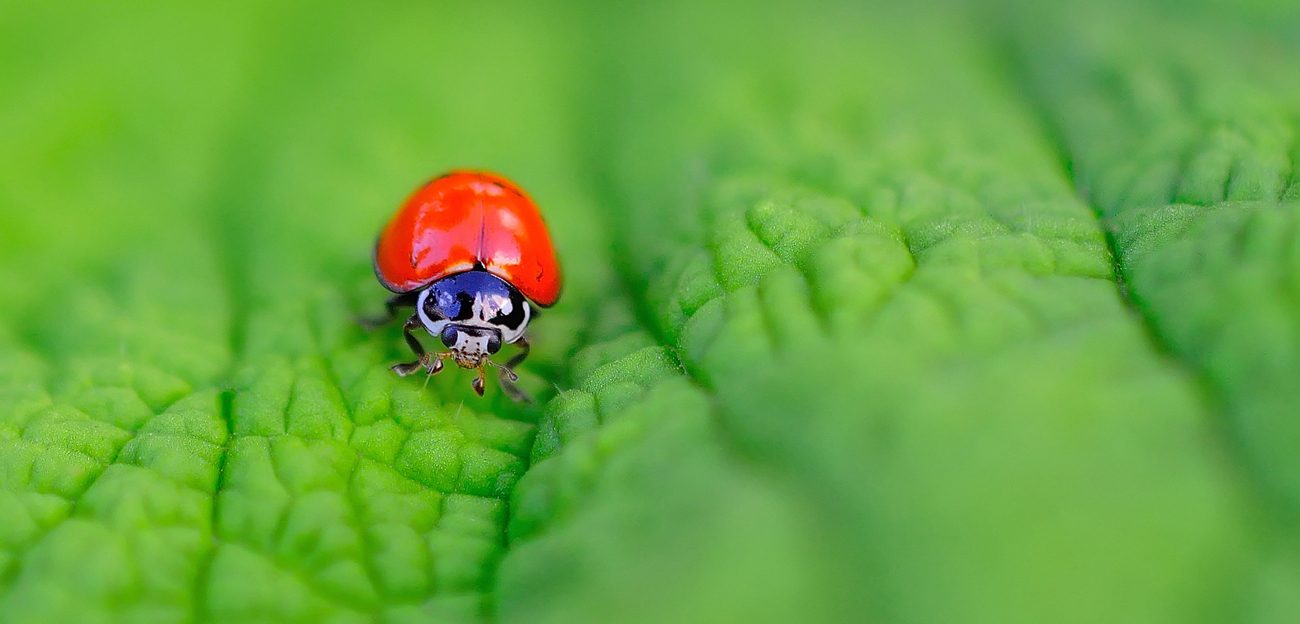 Foto de una mariquita sobre una hoja.